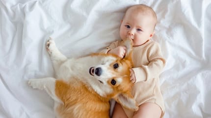 come presentare un neonato al cane