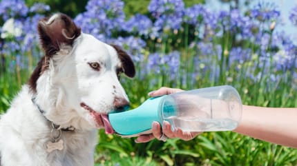 come rinfrescare il cane in estate