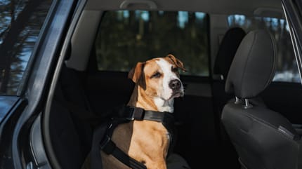 Come viaggiare con il cane in macchina