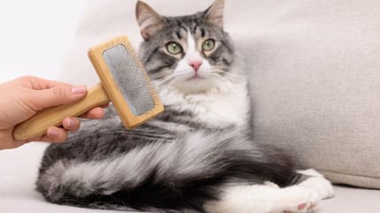 como cepillar a un gato de pelo corto