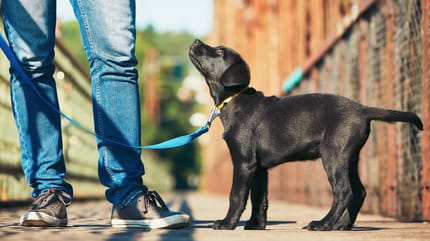cómo enseñar a un cachorro a pasear