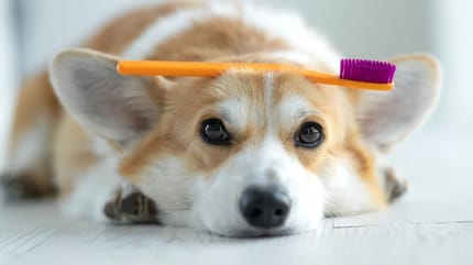 como-limpiar-dientes-perro-dentalife-purina