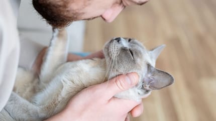 cómo mejorar la relación con mi gato