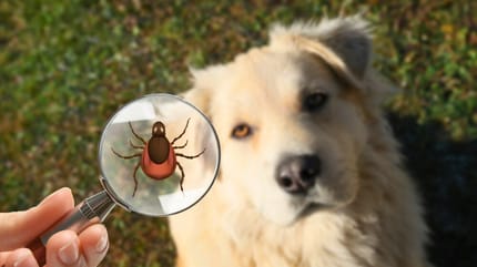Cómo quitar una garrapata a un perro sin pinzas