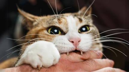 comportements etranges chat