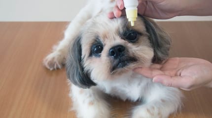 congiuntivite nel cane