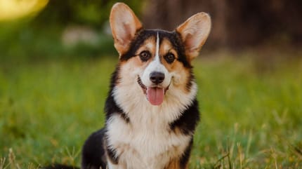 Corgi in het gras