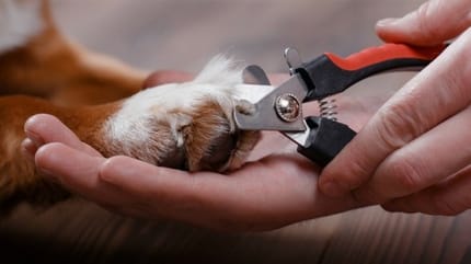 entretien patte chien