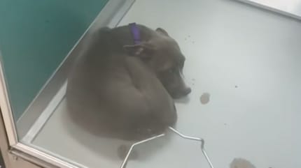 Courage le chiot