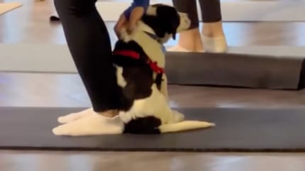 Cours de Puppy Yoga