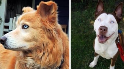 Croisement entre chiens de race