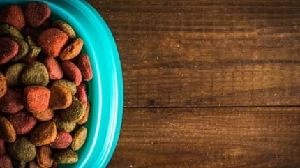 croquettes aliments chaton