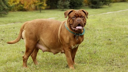 cuando se empiezan a mover los cachorros en la panza perra embarazada