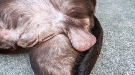 Wie groß ist der Penis eines Hundes