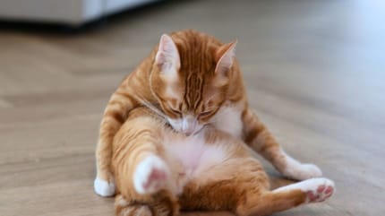 Cuánto mide el pene del gato