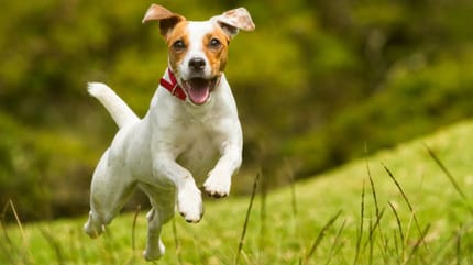 ¿Cuánto vive un jack russell?