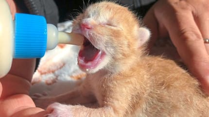 Cachorro de gato bebiendo del biberón