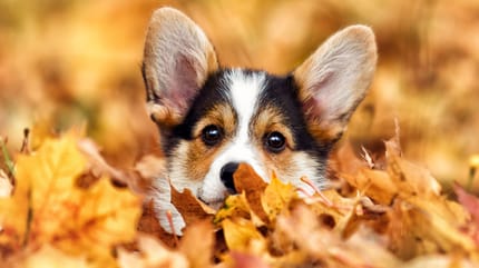cura del cane in autunno