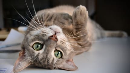 czy kotom wypadają wąsy