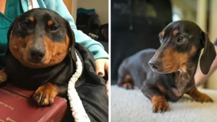 Dackel angeschwollen