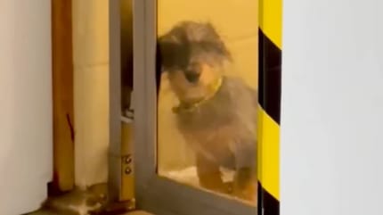 Dackel-Mix schaut durch eine Glastür