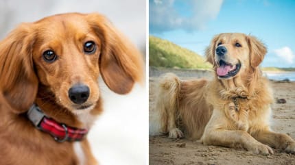 Teckel en Golden Retriever