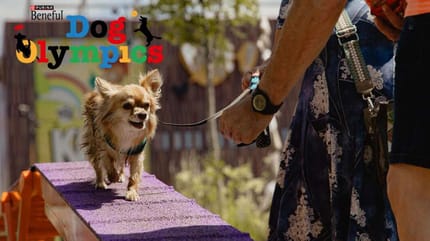 Dafne Schippers neemt het op tegen honden op de Dog Olympics in het Amsterdamse Bos