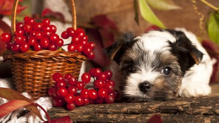 Mag een hond cranberry's?