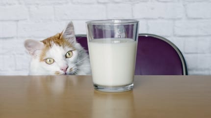 Darf die Katze laktosefreie Milch?