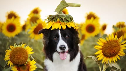 Darf ein Hund Sonnenblumenkerne essen?
