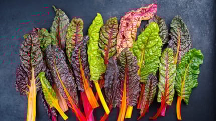 Darf mein Hund Mangold essen?