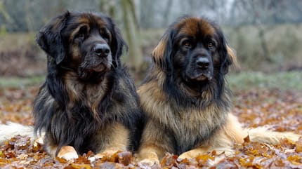 Das Temperament des Leonbergers