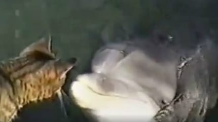 Un chat rencontre un dauphin