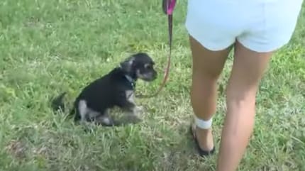 Dax le chiot