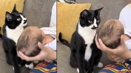 Gato ve al bebé por primera vez