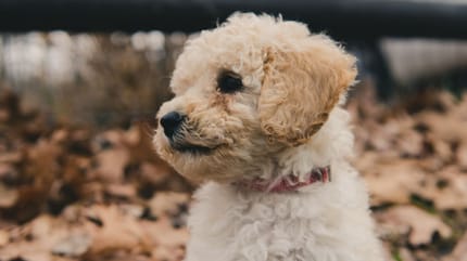 De Mini Goldendoodle