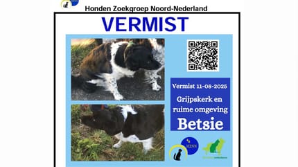 De zoektocht naar de Friese Stabij Betsie gaat door