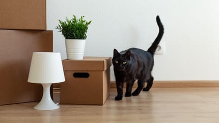demenager avec son chat