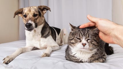 Demenz bei Hund und Katze