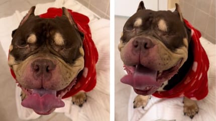 familia quiere sacrificar a perro por mudanza