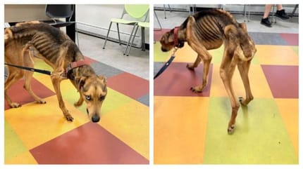 Der abgemagerte Jeremiah