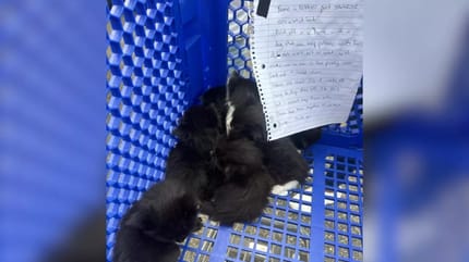 Des chatons abandonnés dans un caddie