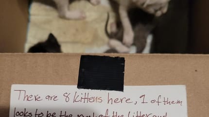 Des chatons abandonnés dans une boite en carton