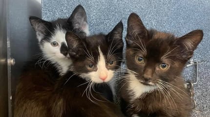 Des chatons sauvés