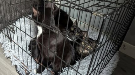 Des chats noirs dans une cage