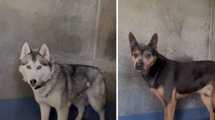 Des chiens de refuge