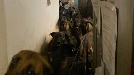 Des chiens entassés dans l'appartement