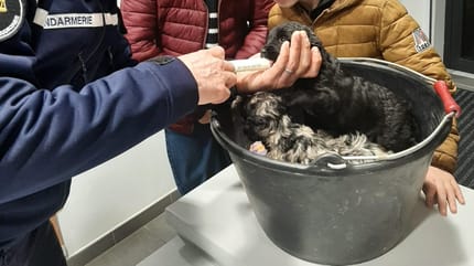 Cachorros abandonados en la naturaleza