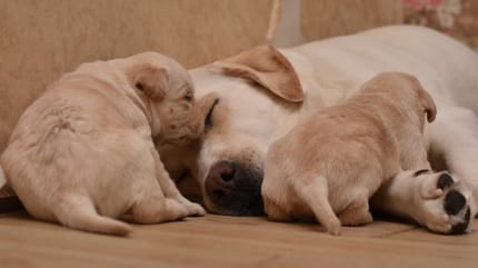 Des chiots Labrador