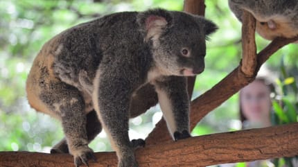 Koalas